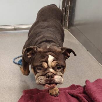 Lulu (Dodo Marmarosa) -  English Bulldog Dog for Adoption in Parkton, Maryland - Lulu (Dodo Marmarosa) | PetCurious