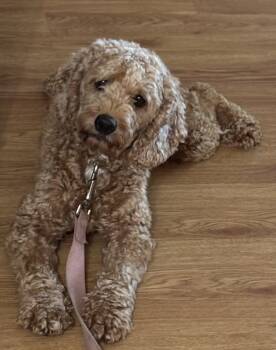 Rescue Cocker Spaniel and Poodle Dogs for Adoption in Columbus, Ohio - Opal | PetCurious