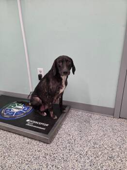 Chelsea -  Terrier Dog for Adoption in Athens, Tennessee - Chelsea | PetCurious