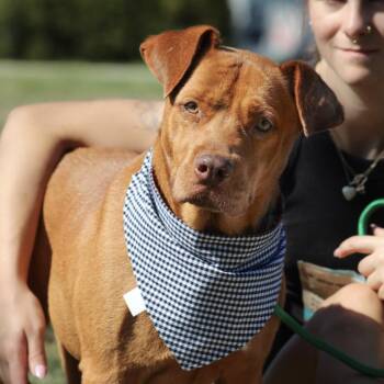 Waffles -  Pit Bull Terrier Dog for Adoption in Columbia, South Carolina - Waffles | PetCurious