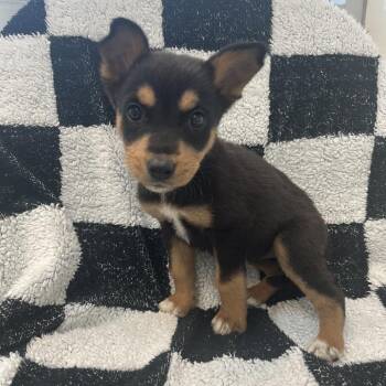 My Chemical Ruffmance -  Border Collie and Mixed Breed Dog for Adoption in Murray, Utah - My Chemical Ruffmance | PetCurious