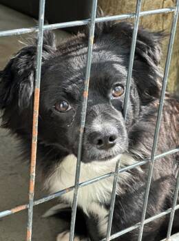 Spaniel and Chihuahua Dogs Available for Adoption - Chowder | PetCurious