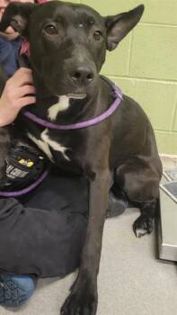 German Shepherd Dog and Mixed Breed Dogs Available for Adoption in Indianapolis, Indiana - GILLIGAN | PetCurious