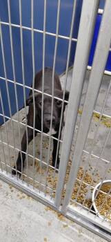Mixed Breed Dogs Available for Adoption in Henderson, North Carolina - Carson | PetCurious