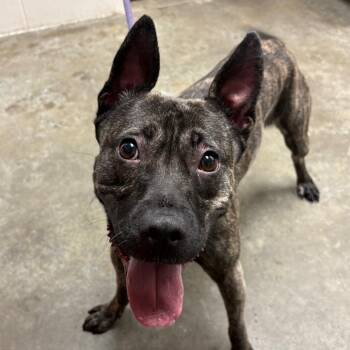 Cola -  Shepherd Dog for Adoption in Manhattan, Kansas - Cola | PetCurious
