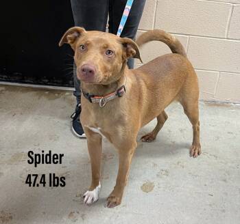 Rescue Labrador Retriever Dogs for Adoption in Clearfield, Kentucky - Spider | PetCurious