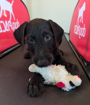 Spruce A218695 -  Labradoodle Dog for Adoption in Plano, Texas - Spruce A218695 | PetCurious