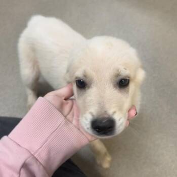 Shadowfax -  Great Pyrenees and Mixed Breed Dog for Adoption in Lynchburg, Virginia - Shadowfax | PetCurious