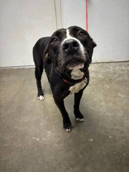 Rescue Staffordshire Bull Terrier Dogs for Adoption in Rosenberg, Texas - LOVEBUG | PetCurious