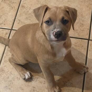 Dipstick -  Boxer and Labrador Retriever Dog for Adoption in Liverpool, Texas - Dipstick | PetCurious
