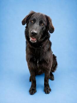 Shadow3 -  Flat Coated Retriever Dog for Adoption in Littleton, Colorado - Shadow3 | PetCurious