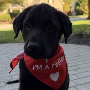 Diamondback -  German Shepherd Dog and Black Labrador Retriever Dog for Adoption in Richmond, Virginia - Diamondback | PetCurious