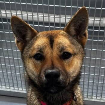 Jindo Dogs Available for Adoption in Niagara Falls, Ontario - Bentley (20251215-01) | PetCurious