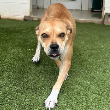 Momma Mia 3838 -  Mixed Breed Dog for Adoption in Loxahatchee Groves, Florida - Momma Mia 3838 | PetCurious