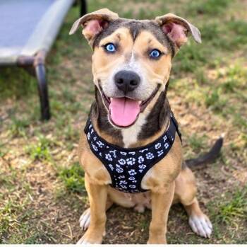 Velvet -  Mixed Breed Dog for Adoption in Houston, Texas - Velvet | PetCurious