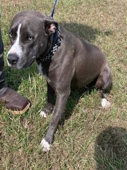 Rescue Pit Bull Terrier and American Bulldog Dogs for Adoption in Baytown, Texas - ECHO | PetCurious