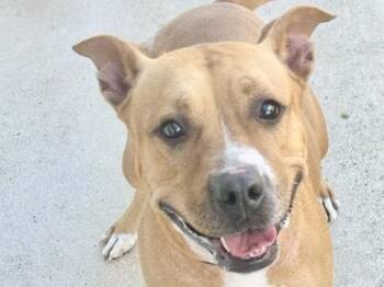 Rescue Mixed Breed Dogs for Adoption in Georgetown, Texas - Kara | PetCurious