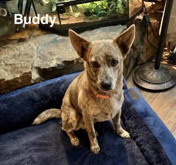 Buddy -  Australian Cattle Dog Blue Heeler Dog for Adoption in Manchester, Connecticut - Buddy | PetCurious