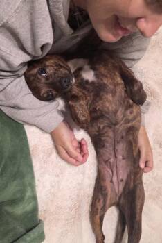 Feist Dogs Available for Adoption in Washington, District Of Columbia - Bailey | PetCurious