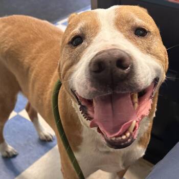 Duck -  Mixed Breed Dog for Adoption in Bedford, New Hampshire - Duck | PetCurious
