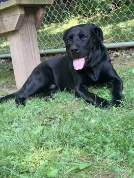 Henry -  Black Labrador Retriever Dog for Adoption in White Oak, Pennsylvania - Henry | PetCurious