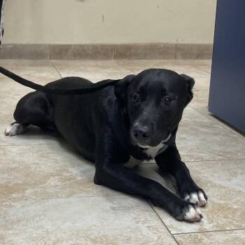 Nefertiti -  Mixed Breed Dog for Adoption in Galveston, Texas - Nefertiti | PetCurious