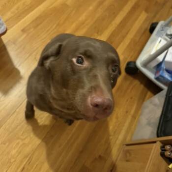 Rescue Chocolate Labrador Retriever Dogs for Adoption in Verona, New Jersey - Sweet Lily | PetCurious