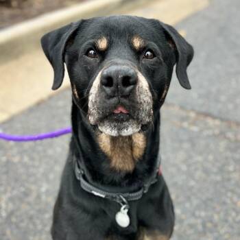 Ranger -  Rottweiler and Mixed Breed Dog for Adoption in Salt Lake City, Utah - Ranger | PetCurious