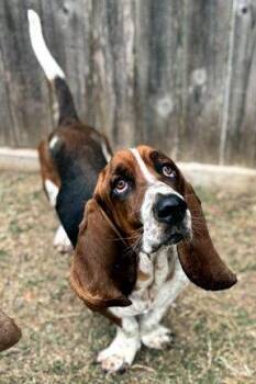 Basset Hound Dogs Available for Adoption - WESLEY | PetCurious