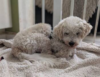 Pilaster -  Poodle Dog for Adoption in Ramona, California - Pilaster | PetCurious