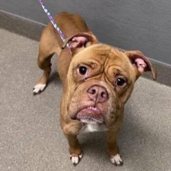 Mysaria -  Boxer and Mixed Breed Dog for Adoption in Kanab, Utah - Mysaria | PetCurious