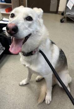 White German Shepherd and Mixed Breed Dogs Available for Adoption - Laila | PetCurious