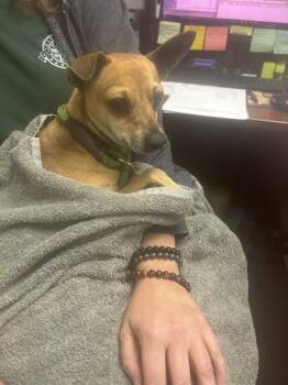 Chihuahua Dogs Available for Adoption - A183510 | PetCurious