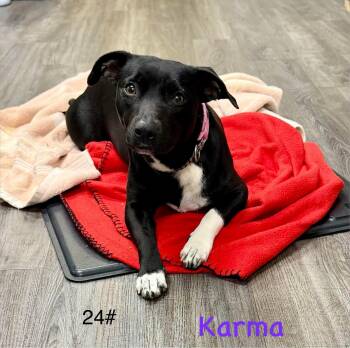 Terrier Dogs Available for Adoption - Karma  | PetCurious