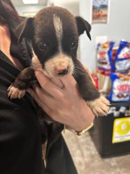 Pit Bull Terrier Dogs Available for Adoption in Gautier, Mississippi - John | PetCurious