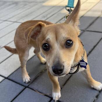 Alfonso -  Chihuahua and Mixed Breed Dog for Adoption in San Francisco, California - Alfonso | PetCurious