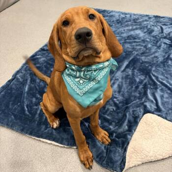 Rain -  Mixed Breed Dog for Adoption in Canal Winchester, Ohio - Rain | PetCurious