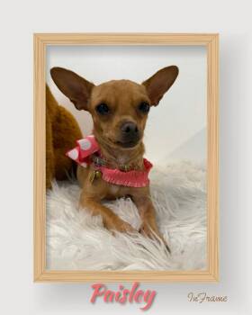Paisley -  Chihuahua Dog for Adoption in Fredericksburg, Virginia - Paisley | PetCurious
