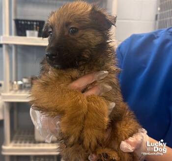Coast -  Shetland Sheepdog Sheltie and Shepherd Dog for Adoption in Washington, District Of Columbia - Coast | PetCurious