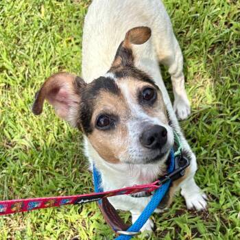 Dale -  Mixed Breed Dog for Adoption in New York, New York - Dale | PetCurious