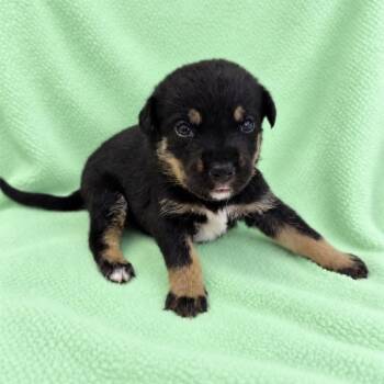 Bindi -  German Shepherd Dog and Mixed Breed Dog for Adoption in St. Peters, Missouri - Bindi | PetCurious