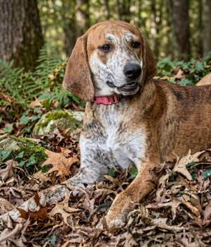 Bonnie -  Plott Hound Dog for Adoption in Acworth, Georgia - Bonnie | PetCurious