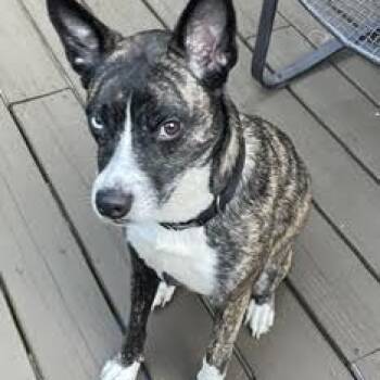 Nova -  Mixed Breed Dog for Adoption in Springfield, Missouri - Nova | PetCurious