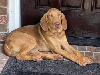 Bloodhound Dogs Available for Adoption - Harrison | PetCurious