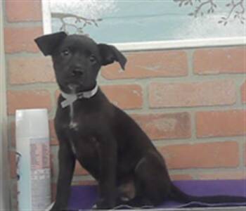 CASSIE -  Staffordshire Bull Terrier and Mixed Breed Dog for Adoption in Houston, Texas - CASSIE | PetCurious