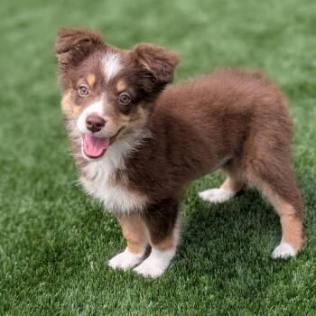 Kisses -  Australian Shepherd Dog for Adoption in La Grange, Kentucky - Kisses | PetCurious