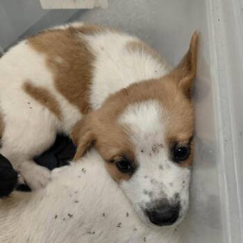 Charlie 26-06-045 -  Mixed Breed and Shepherd Dog for Adoption in Bastrop, Texas - Charlie 26-06-045 | PetCurious