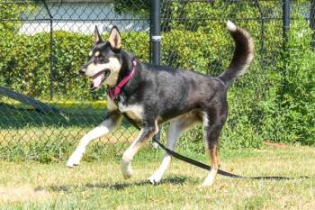 Jimmy -  Shepherd Dog for Adoption in Des Moines, Iowa - Jimmy | PetCurious