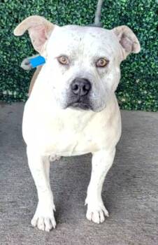 Rescue American Staffordshire Terrier and Mixed Breed Dogs for Adoption in El Paso, Texas - 59820662 | PetCurious