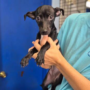 Jersey -  Chihuahua Dog for Adoption in Wahiawa, Hawaii - Jersey | PetCurious